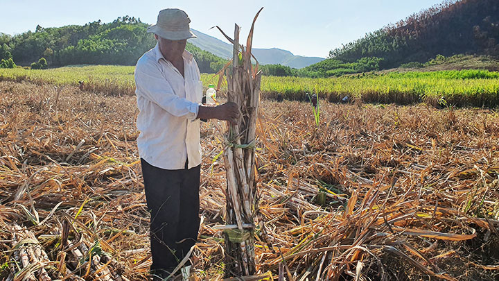 Mía đắng - Ảnh 3. Mía đắng - Ảnh 3.