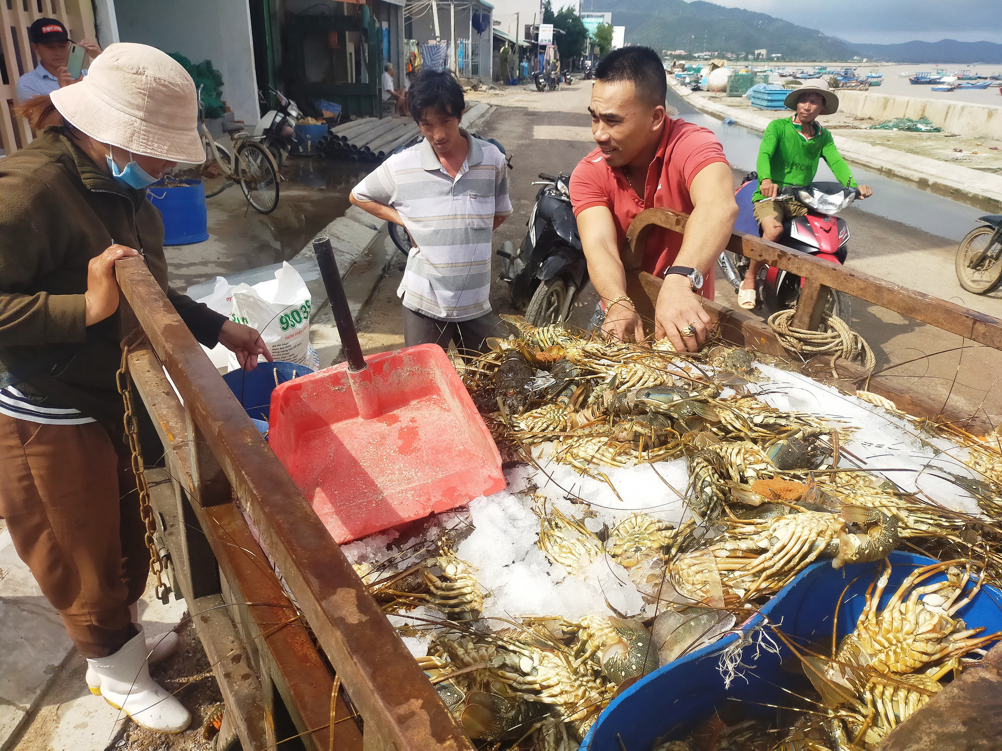 “Thủ phủ tôm hùm” Phú Yên thiệt hại nặng nề, người nuôi đau đớn, gào khóc bên đống tôm chết - Ảnh 2.