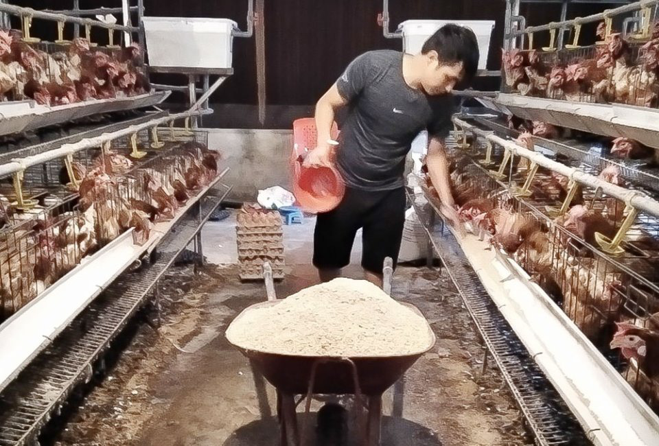 Đắk Nông: Hotboy nông dân nuôi gà gì mà mỗi tháng thu nhập 50 triệu đồng? - Ảnh 2.