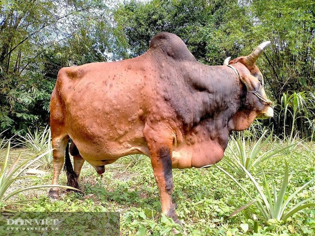 Lâm Đồng: Chủ động phòng, chống bệnh viêm da nổi cục trên trâu bò - Ảnh 1. Lâm Đồng: Chủ động phòng, chống bệnh viêm da nổi cục trên trâu bò - Ảnh 1.