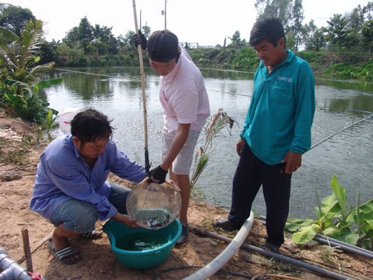 Vỡ mộng làm giàu từ nghề ương cá tra giống, nông dân Đồng Tháp Mười đồng loạt đổ tiền lấp ao trồng lại lúa - Ảnh 2.
