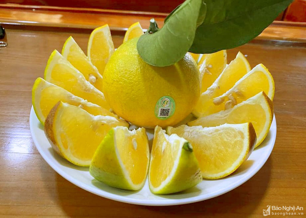 Choáng ngợp với những vườn cam Vinh trĩu quả ở Anh Sơn - Ảnh 7. Choáng ngợp với những vườn cam Vinh trĩu quả ở Anh Sơn - Ảnh 7.