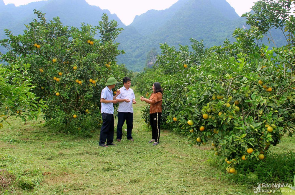 Choáng ngợp với những vườn cam Vinh trĩu quả ở Anh Sơn - Ảnh 1. Choáng ngợp với những vườn cam Vinh trĩu quả ở Anh Sơn - Ảnh 1.