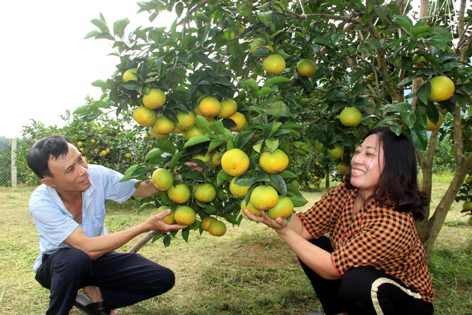 Choáng ngợp với những vườn cam Vinh trĩu quả ở Anh Sơn - Ảnh 4. Choáng ngợp với những vườn cam Vinh trĩu quả ở Anh Sơn - Ảnh 4.