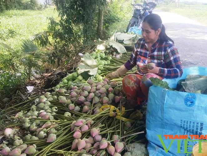 Trồng cây "ở sạch" ai cũng biết, hái trên, nhổ dưới, có hàng xuất khẩu đều đều, nông dân dễ dàng thu lời đậm - Ảnh 4. Trồng cây "ở sạch" ai cũng biết, hái trên, nhổ dưới, có hàng xuất khẩu đều đều, nông dân dễ dàng thu lời đậm - Ảnh 4.