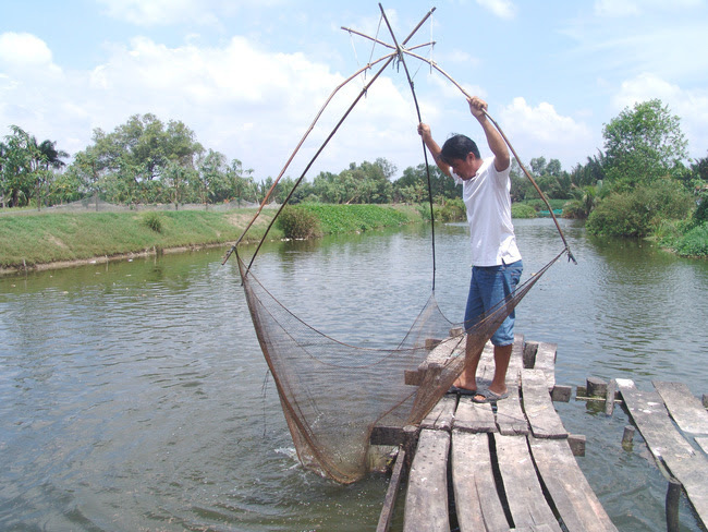 Đổ nợ vì ương cá tra, lấp ao trồng lúa  - Ảnh 3.