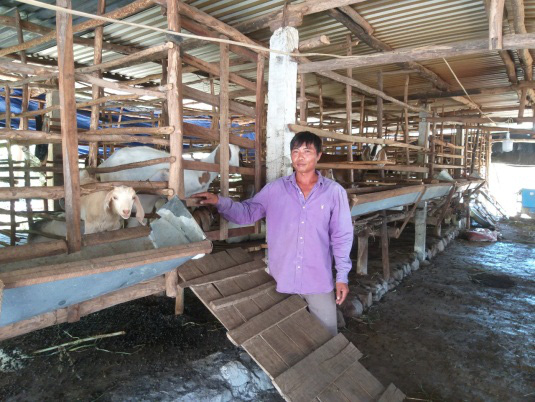 Phú Yên: Nuôi hàng trăm con tai dài chỉ ăn cỏ uống nước lã, ông nông dân này giàu có - Ảnh 1.