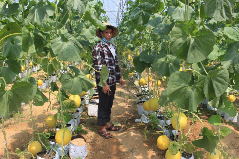 Chuyện làm Global GAP ở xứ Thanh - Ảnh 2. Chuyện làm Global GAP ở xứ Thanh - Ảnh 2.