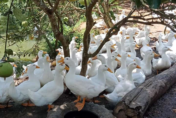 Liều vay 500 triệu nuôi vịt, vợ chồng Hà Nội thắng hơn buôn vàng - Ảnh 1. Liều vay 500 triệu nuôi vịt, vợ chồng Hà Nội thắng hơn buôn vàng - Ảnh 1.