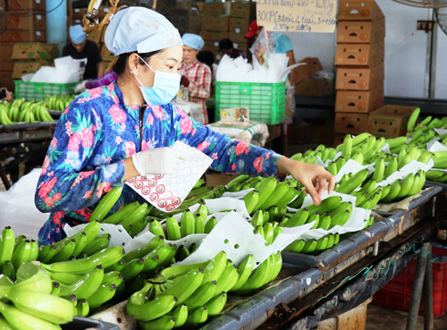 Có EVFTA, rau quả thoái mái đi Tây nhưng vẫn không thể thiếu GAP - Ảnh 4.