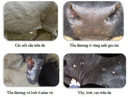 Xuất hiện bệnh viêm gia nổi cục ở trâu, bò: Lãnh đạo Cục Thú y nói gì? - Ảnh 1.