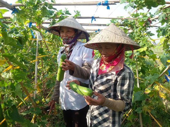 Nuôi lợn sinh sản, trồng rau an toàn nông dân nhanh khấm khá - Ảnh 1.