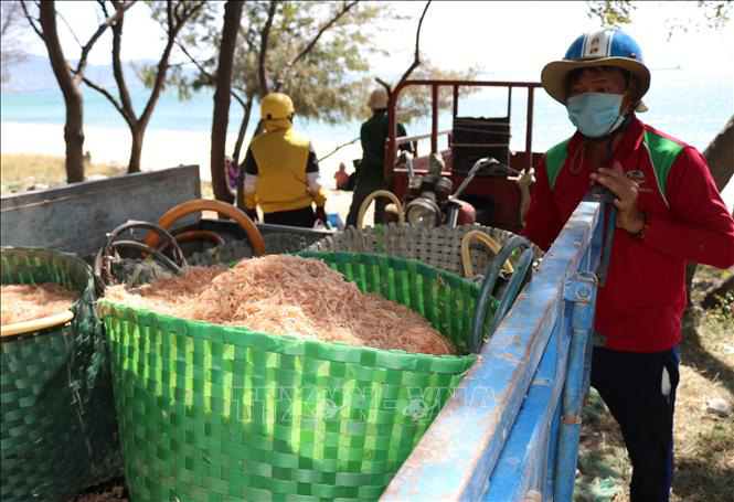 Ngư dân Ninh Thuận được mùa ruốc biển, thu nhập cả chục triệu đồng mỗi ngày - Ảnh 1. Ngư dân Ninh Thuận được mùa ruốc biển, thu nhập cả chục triệu đồng mỗi ngày - Ảnh 1.