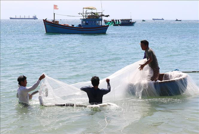 Ngư dân Ninh Thuận được mùa ruốc biển, thu nhập cả chục triệu đồng mỗi ngày - Ảnh 2. Ngư dân Ninh Thuận được mùa ruốc biển, thu nhập cả chục triệu đồng mỗi ngày - Ảnh 2.