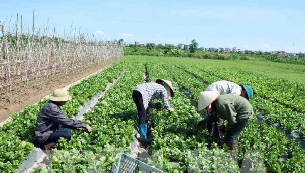 Năm 2020: Thu nhập nông dân Hà Nội dự kiến đạt 55 triệu đồng/người - Ảnh 1. Năm 2020: Thu nhập nông dân Hà Nội dự kiến đạt 55 triệu đồng/người - Ảnh 1.