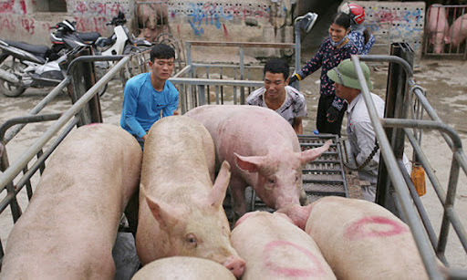 Giá lợn hơi hôm nay (21/11): Giữ giá ổn định ở hầu khắp các tỉnh - Ảnh 1. Giá lợn hơi hôm nay (21/11): Giữ giá ổn định ở hầu khắp các tỉnh - Ảnh 1.