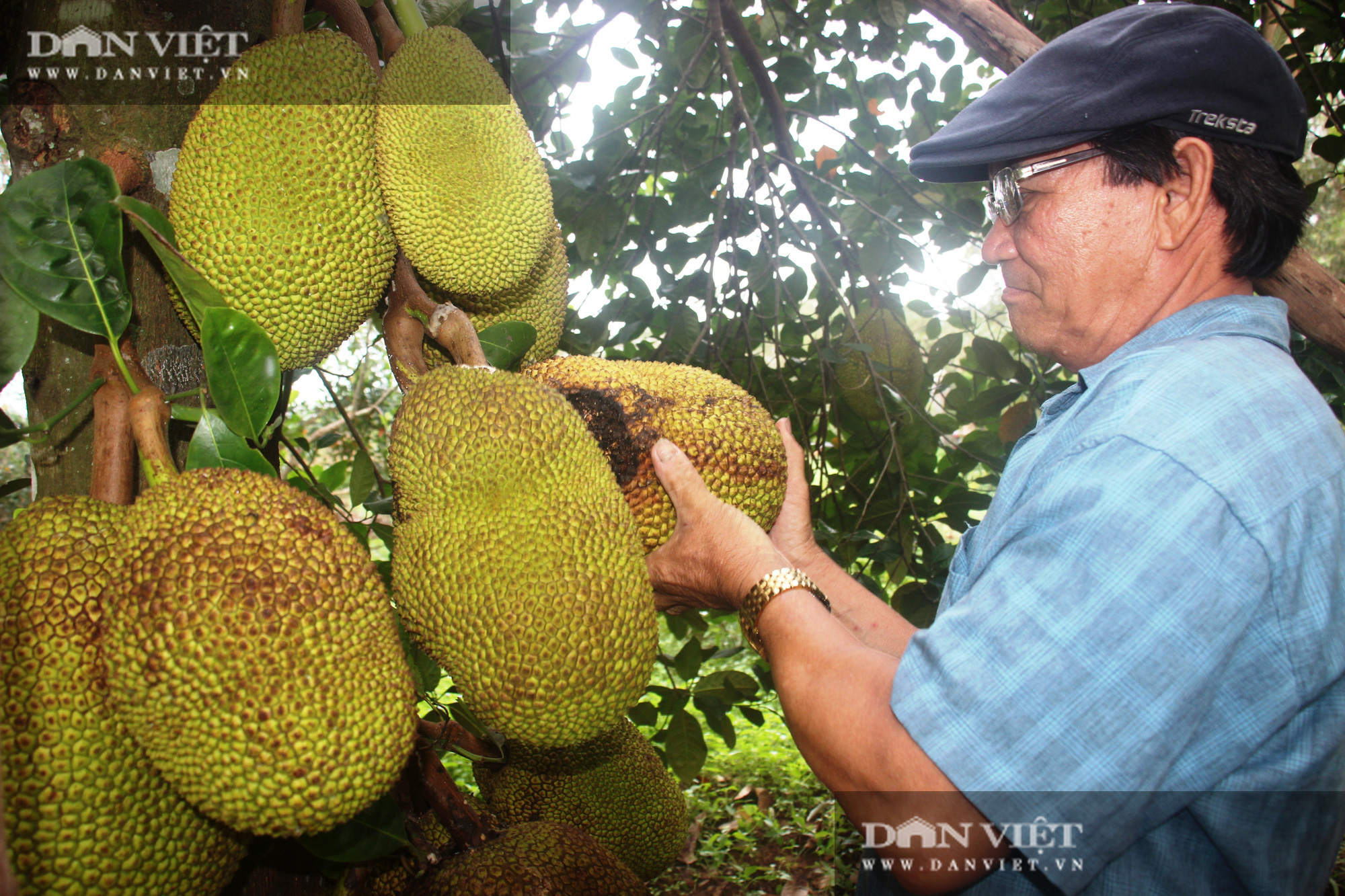 Nông dân được Thủ tướng tặng Bằng khen, nuôi con gì, trồng cây gì… để có doanh thu 2 tỷ đồng/năm? - Ảnh 3.
