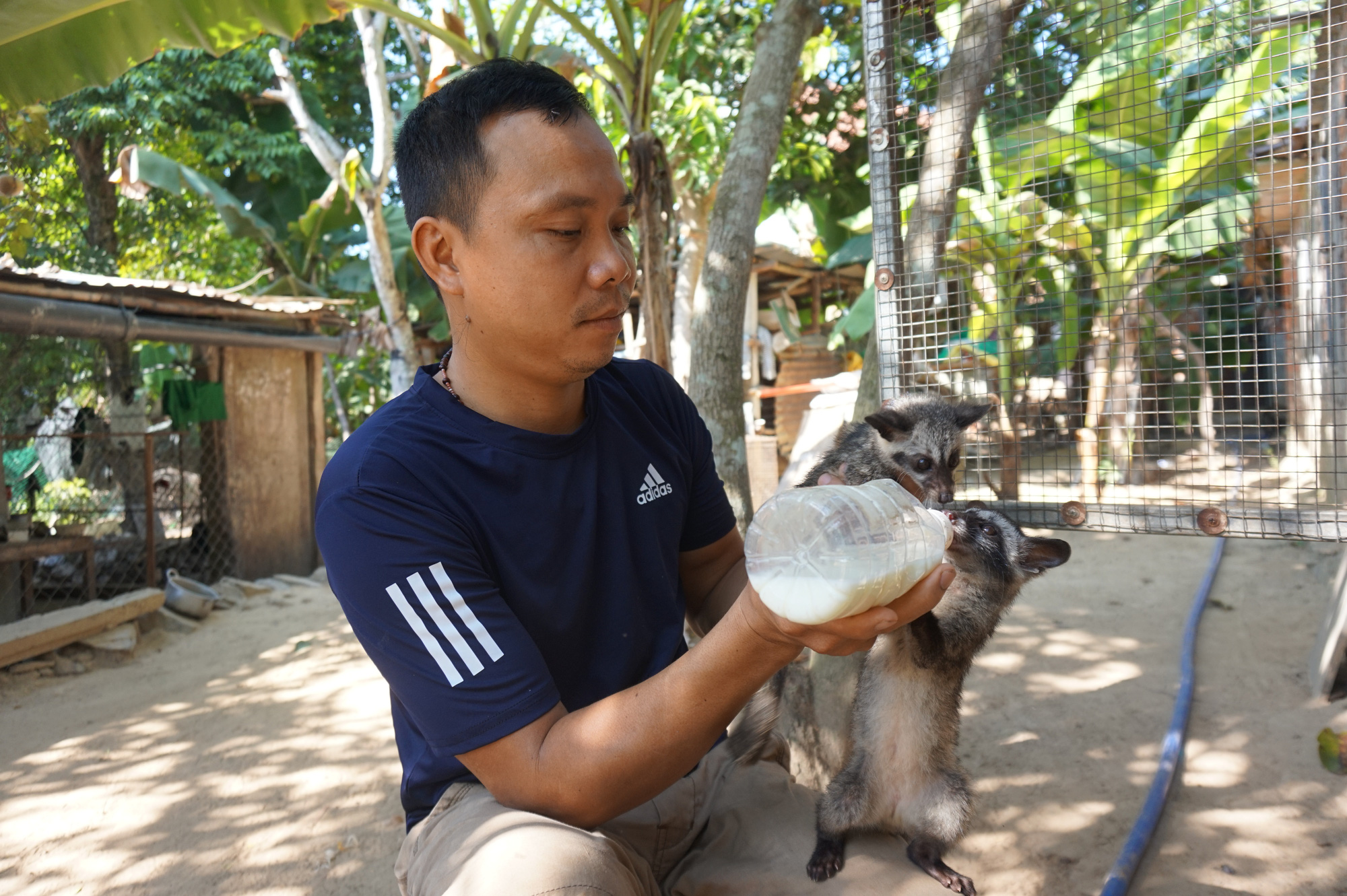 Đà Nẵng: Trai trẻ 8X làm giàu từ mô hình nuôi chồn hương - Ảnh 1. Đà Nẵng: Trai trẻ 8X làm giàu từ mô hình nuôi chồn hương - Ảnh 1.