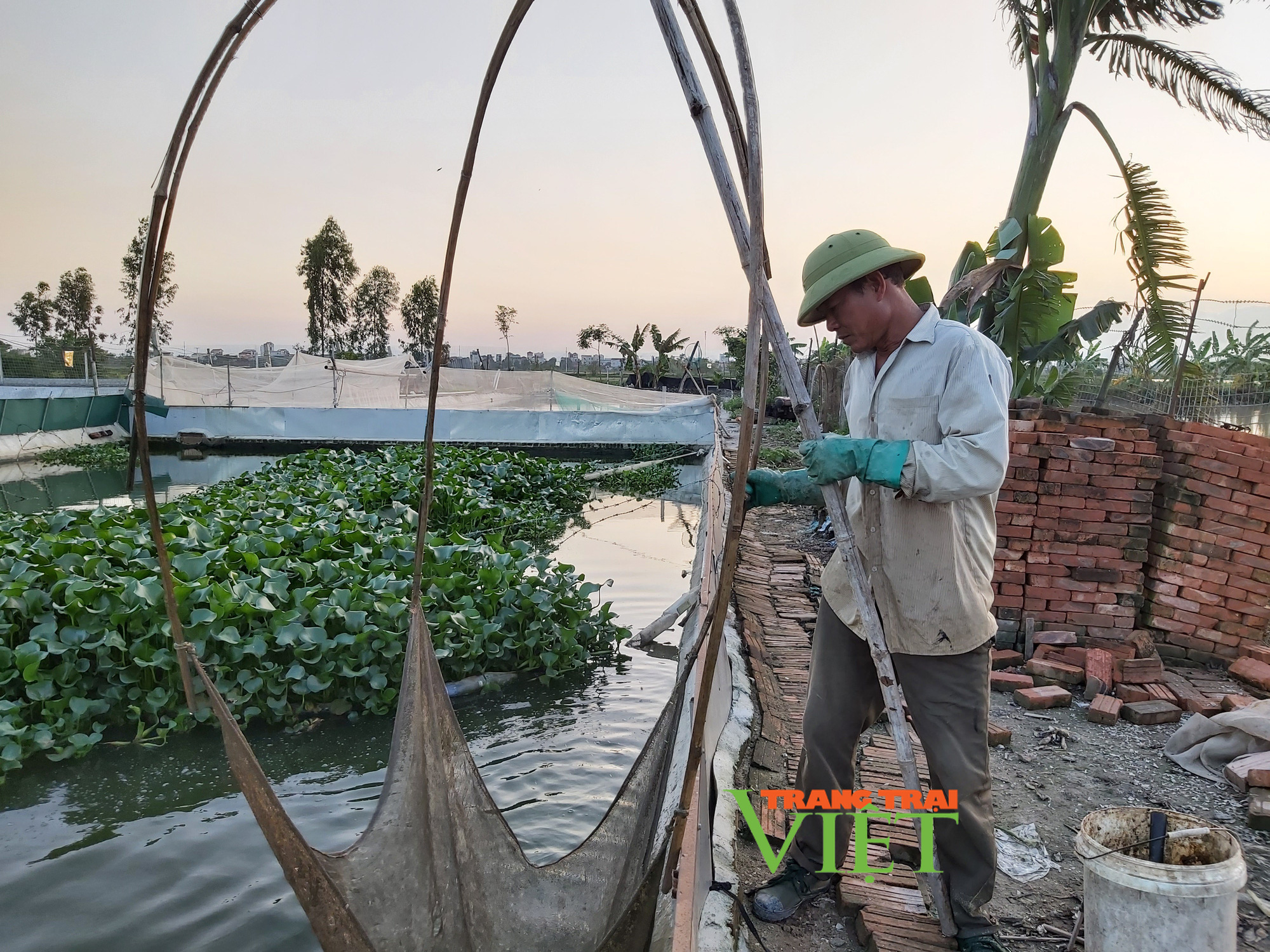 Hà Nội: Lão nông U50 thả nuôi ba ba gai cùng cá chuối hoa,  - Ảnh 10.