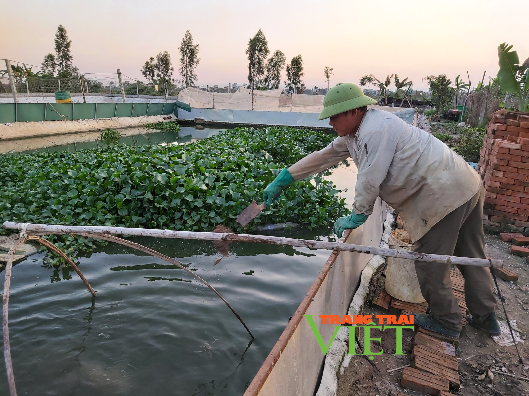 Hà Nội: Lão nông U50 thả nuôi ba ba gai cùng cá chuối hoa,  - Ảnh 6.