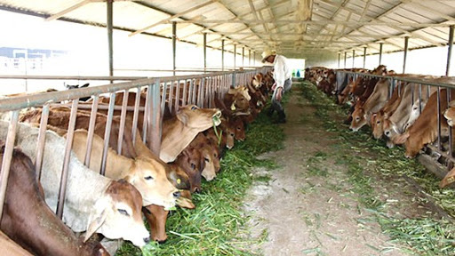 Doanh thu bình quân của mỗi trang trại tại Hà Nội đạt 2,2 tỷ đồng/năm - Ảnh 1. Doanh thu bình quân của mỗi trang trại tại Hà Nội đạt 2,2 tỷ đồng/năm - Ảnh 1.