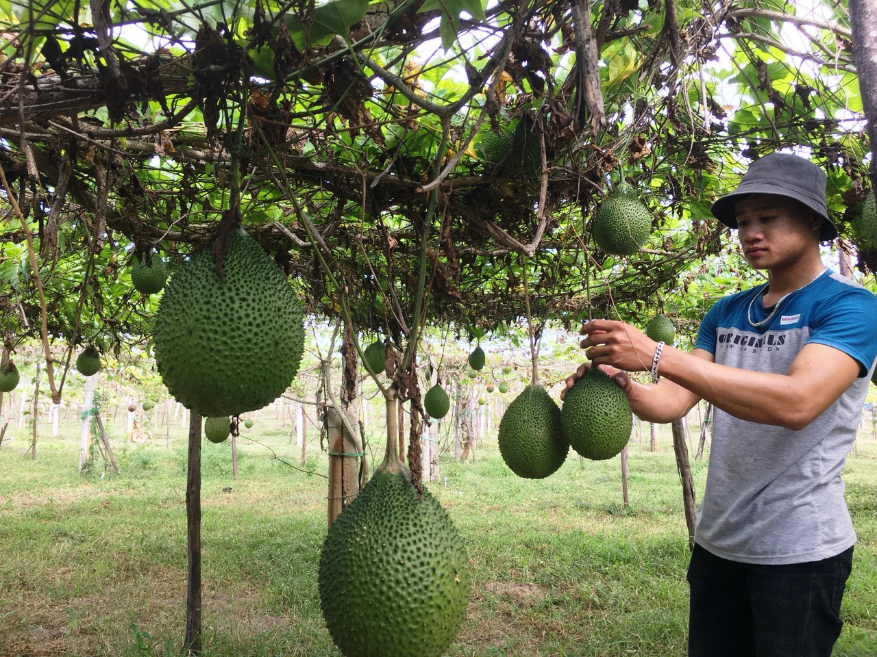 Khánh Hòa: Nguồn vốn Agribank giúp nông dân đổi đời - Ảnh 1. Khánh Hòa: Nguồn vốn Agribank giúp nông dân đổi đời - Ảnh 1.