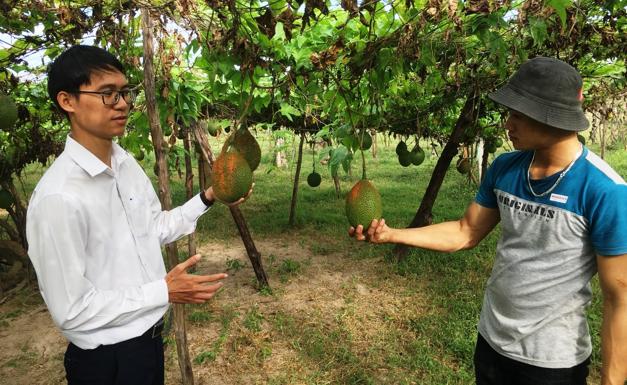 Khánh Hòa: Nguồn vốn Agribank giúp nông dân đổi đời - Ảnh 3. Khánh Hòa: Nguồn vốn Agribank giúp nông dân đổi đời - Ảnh 3.