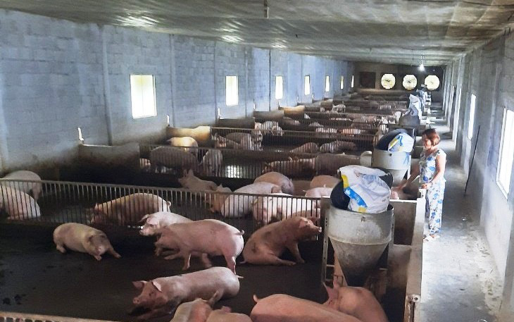 Khánh Hòa: Nguồn vốn Agribank giúp nông dân đổi đời - Ảnh 2. Khánh Hòa: Nguồn vốn Agribank giúp nông dân đổi đời - Ảnh 2.