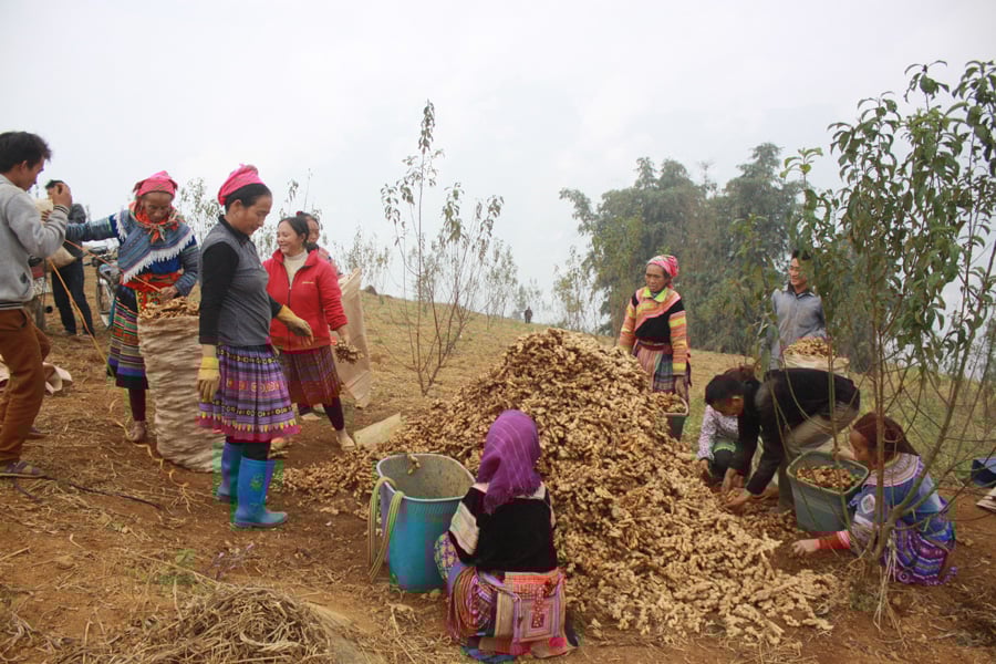 Hà Giang: Thứ củ vừa cay vừa thơm tăng giá, ở Suôi Thầu có ông nông dân thu cả trăm triệu - Ảnh 1.