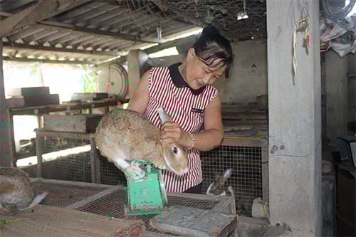 Bình Thuận: Nuôi loài thỏ có màu lông lạ, body bé nhỏ mà tai dài như tai dê, chưa lớn đã có người đòi mua - Ảnh 2.