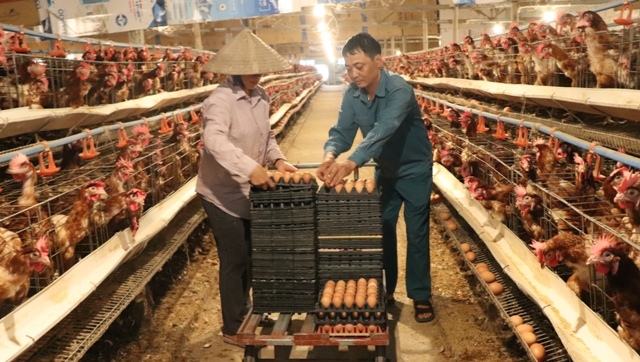 Hà Nội: Trang trại nuôi hàng nghìn con gà đẻ, mỗi ngày nhặt hơn 5 nghìn quả trứng, nông dân này "bỏ túi" nửa tỷ/năm - Ảnh 3. Hà Nội: Trang trại nuôi hàng nghìn con gà đẻ, mỗi ngày nhặt hơn 5 nghìn quả trứng, nông dân này "bỏ túi" nửa tỷ/năm - Ảnh 3.