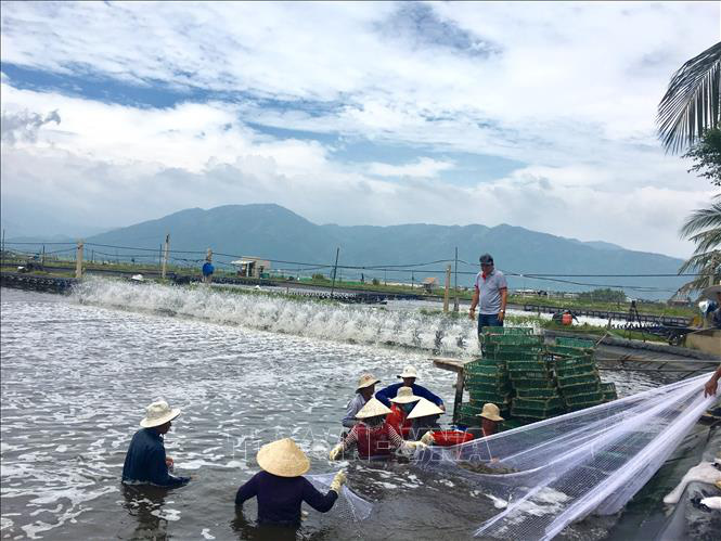 Làm giàu từ nuôi tôm trên bạt - Ảnh 4.