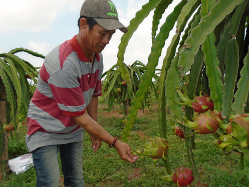Giá thanh long nghịch vụ chỉ bằng một nửa chi phí sản xuất - Ảnh 1. Giá thanh long nghịch vụ chỉ bằng một nửa chi phí sản xuất - Ảnh 1.