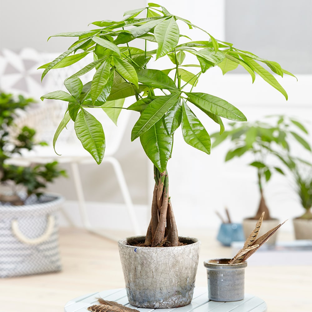 Trồng ngay 5 cây phong thủy này ở đâu để tài lộc, may mắn ào ào chảy về nơi đó - Ảnh 10.