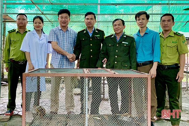 Hà Tĩnh: Người dân bắt được cá thể cu li nằm trong Sách đỏ thế giới - Ảnh 3.