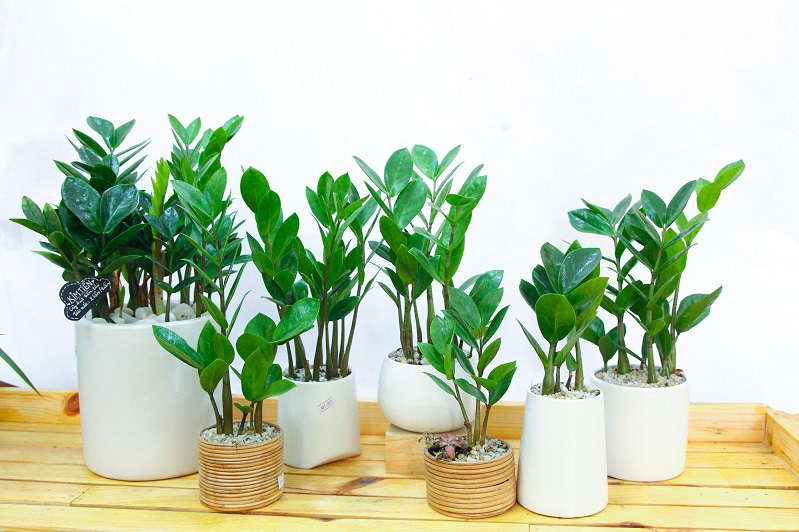 Trồng ngay 5 cây phong thủy này ở đâu để tài lộc, may mắn ào ào chảy về nơi đó - Ảnh 1.