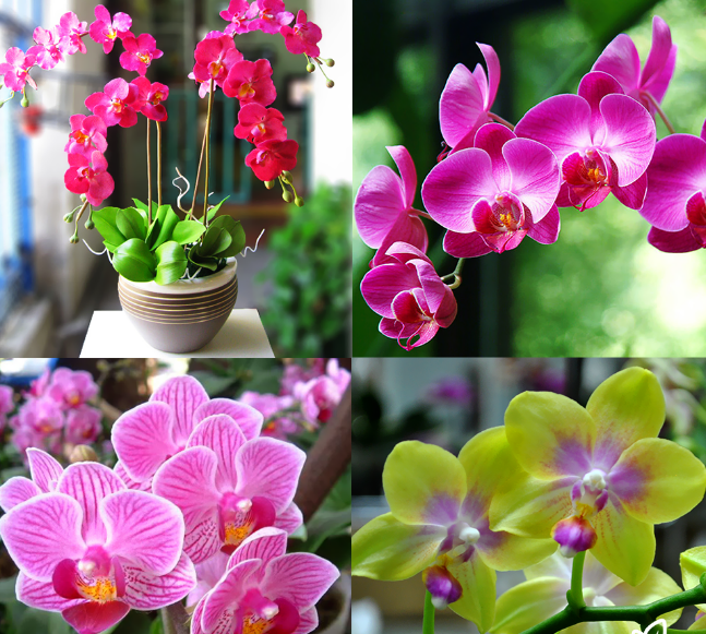 Trồng ngay 5 cây phong thủy này ở đâu để tài lộc, may mắn ào ào chảy về nơi đó - Ảnh 8.