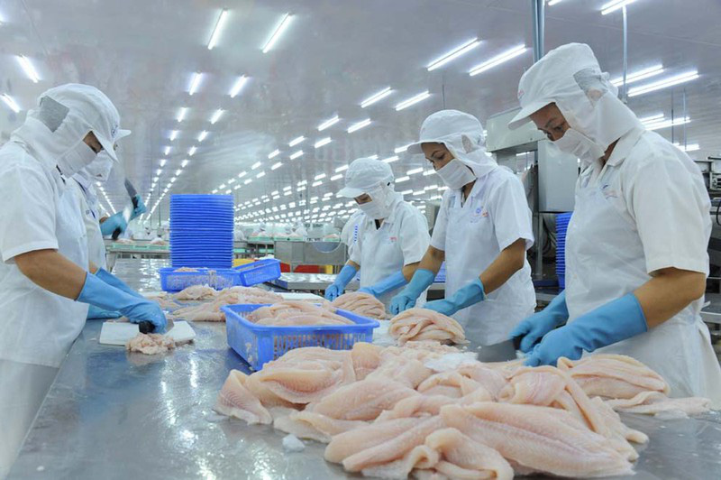 Cá tra Việt lại lo tắc đường sang Trung Quốc - Ảnh 2. Cá tra Việt lại lo tắc đường sang Trung Quốc - Ảnh 2.