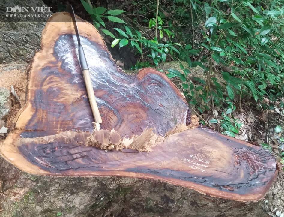 Khởi tố vụ án phá rừng tại rừng đặc dụng Na Hang - Ảnh 1.