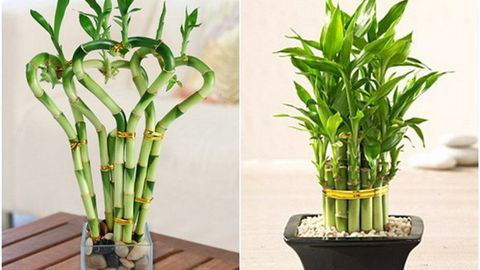 Trồng ngay 5 cây phong thủy này ở đâu để tài lộc, may mắn ào ào chảy về nơi đó - Ảnh 5.