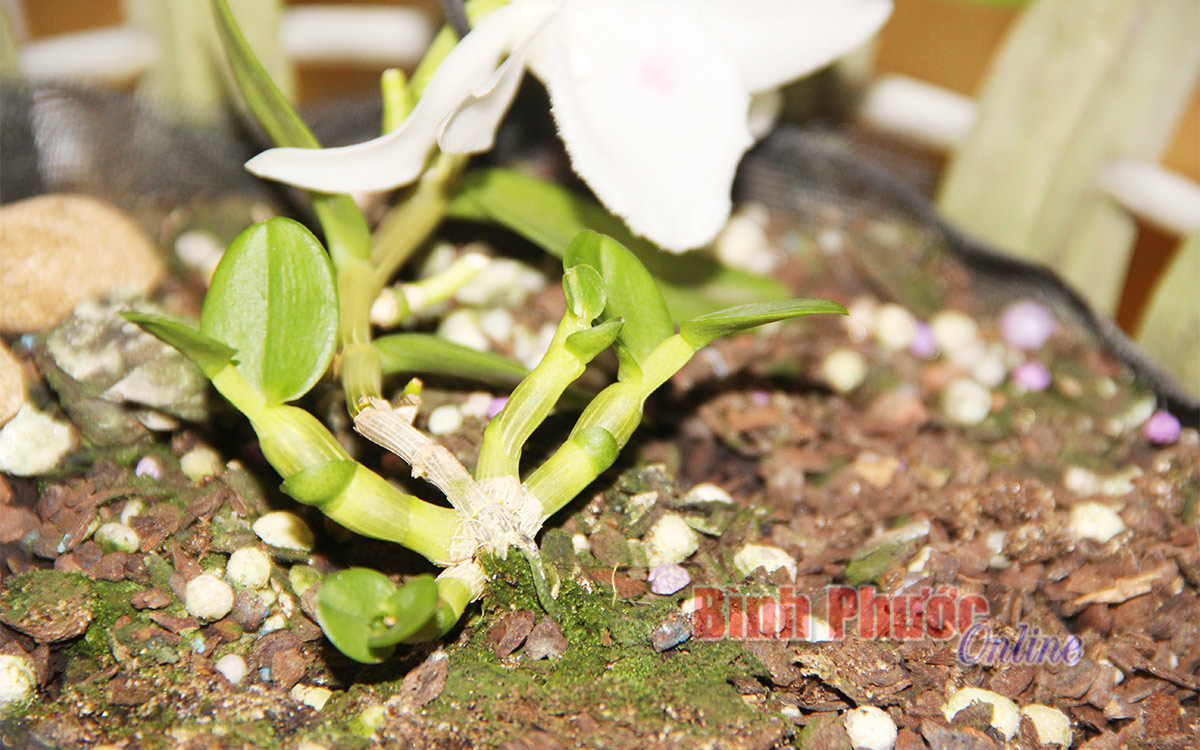 Bình Phước: 4 mầm lan đột biến bé tý vừa bán đấu giá thành công với mức &quot;chốt&quot; bao nhiêu tỷ đồng? - Ảnh 2.