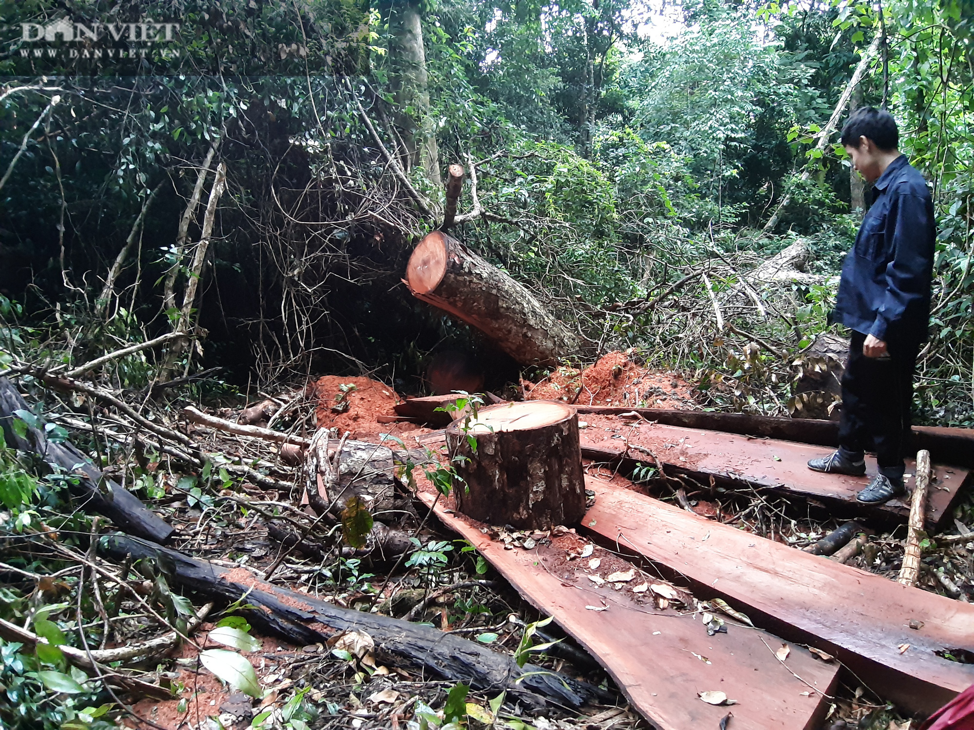 Tuyên Quang: Huyện ủy, UBND huyện Na Hang sẽ xử lý rất nghiêm việc phá rừng nghiến - Ảnh 1.
