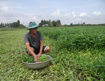 Đồng Nai: Nợ cả tỷ đồng suýt phá sản, thế mà chỉ 5 năm trồng thứ rau rẻ tiền, ông nông này lại giàu lên - Ảnh 1.