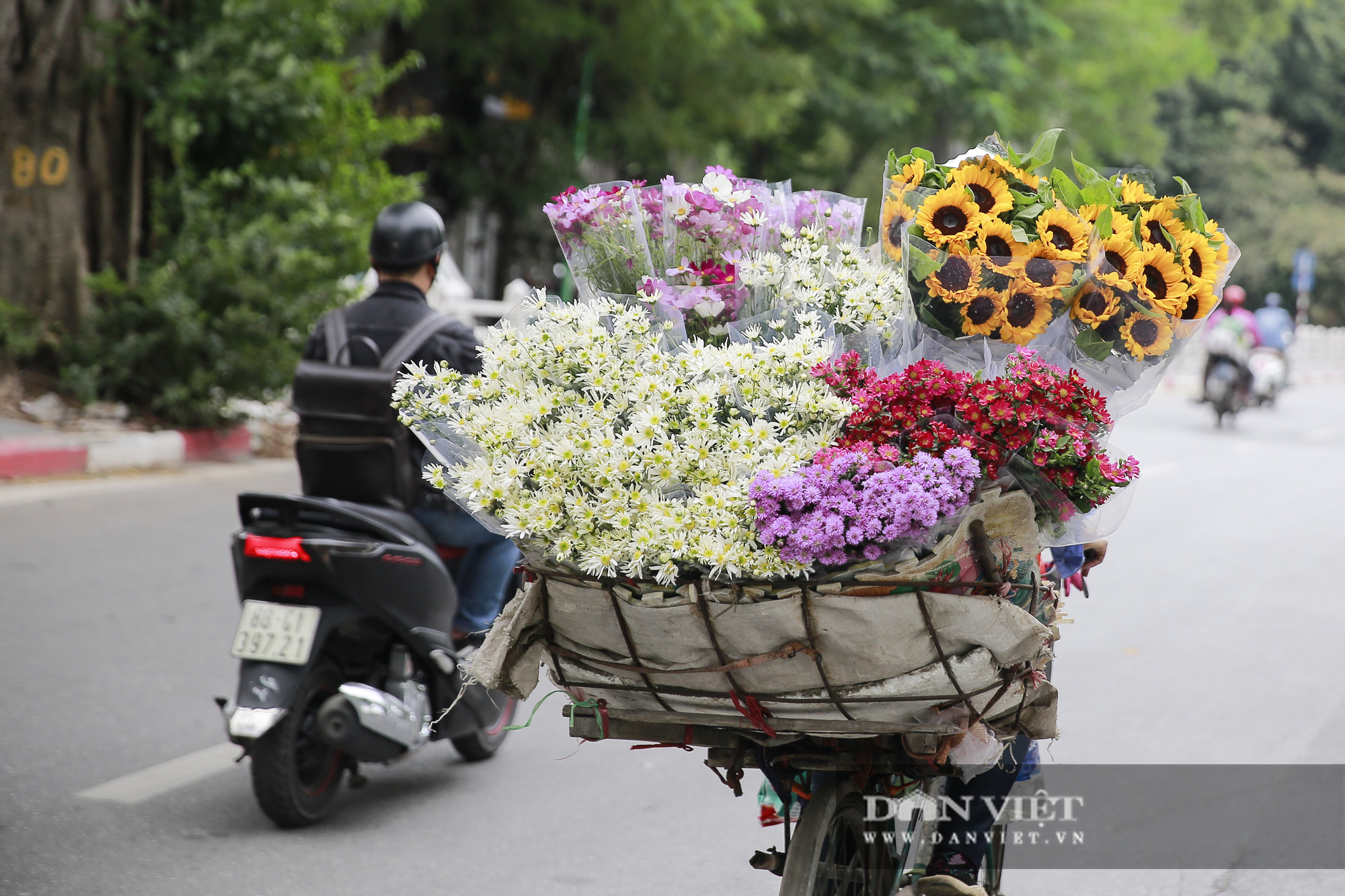 Cúc họa mi len lỏi xuống phố gọi gió Đông về - Ảnh 12.