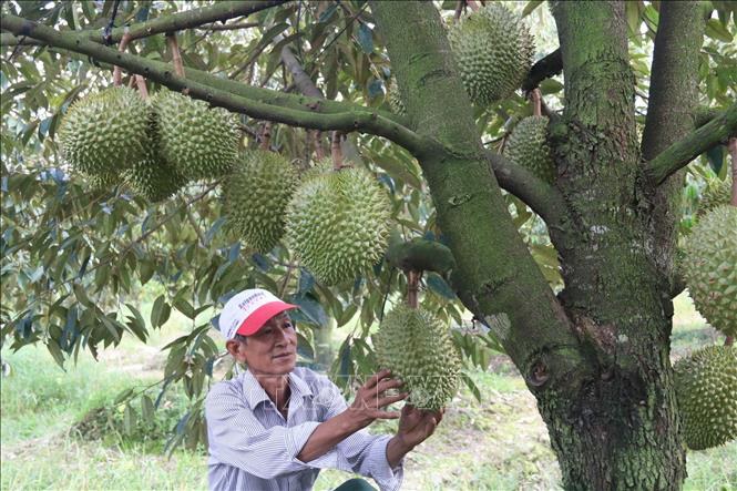 Tiền Giang: Giá sầu riêng tăng kỷ lục, thương lái lùng mua trả giá cao nhưng sao bà con không vui? - Ảnh 1.