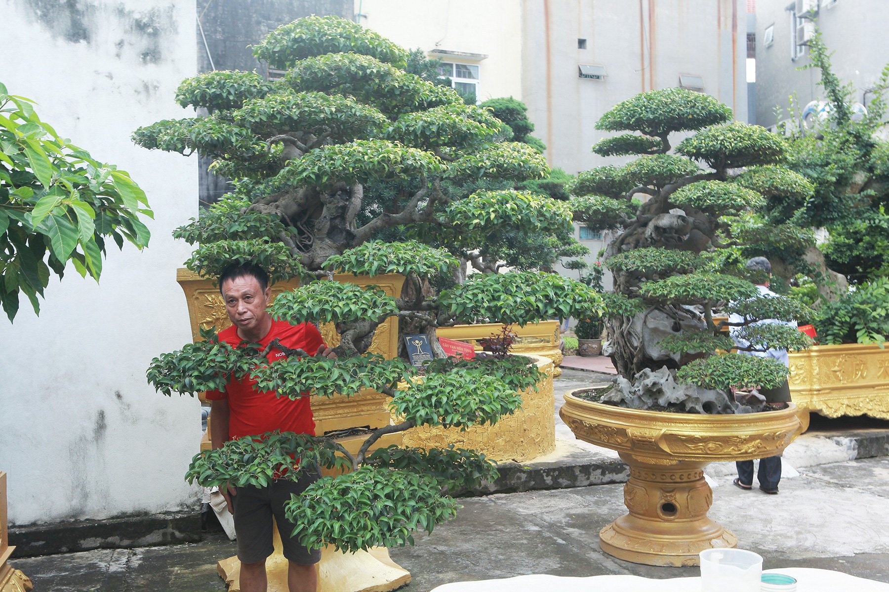 Chiêm ngưỡng cặp sanh cổ “mọc ngược” giá 10 tỷ đồng của nữ đại gia Phú Thọ - Ảnh 3. Chiêm ngưỡng cặp sanh cổ “mọc ngược” giá 10 tỷ đồng của nữ đại gia Phú Thọ - Ảnh 3.