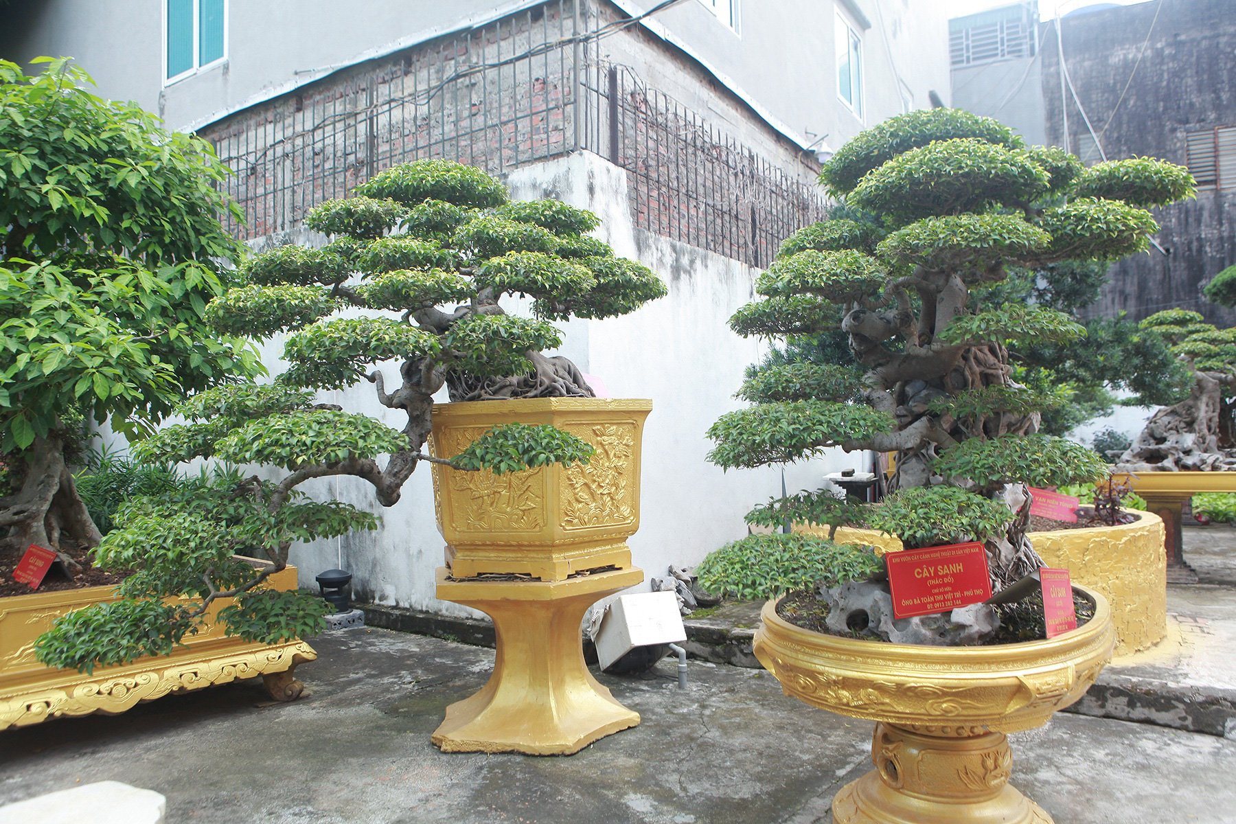 Chiêm ngưỡng cặp sanh cổ “mọc ngược” giá 10 tỷ đồng của nữ đại gia Phú Thọ - Ảnh 4. Chiêm ngưỡng cặp sanh cổ “mọc ngược” giá 10 tỷ đồng của nữ đại gia Phú Thọ - Ảnh 4.