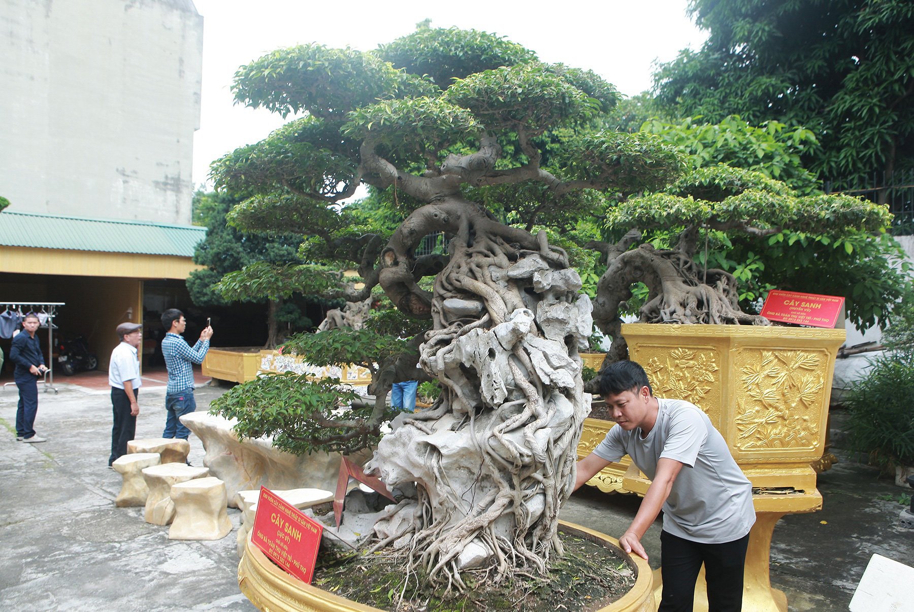 Chiêm ngưỡng cặp sanh cổ “mọc ngược” giá 10 tỷ đồng của nữ đại gia Phú Thọ - Ảnh 5. Chiêm ngưỡng cặp sanh cổ “mọc ngược” giá 10 tỷ đồng của nữ đại gia Phú Thọ - Ảnh 5.