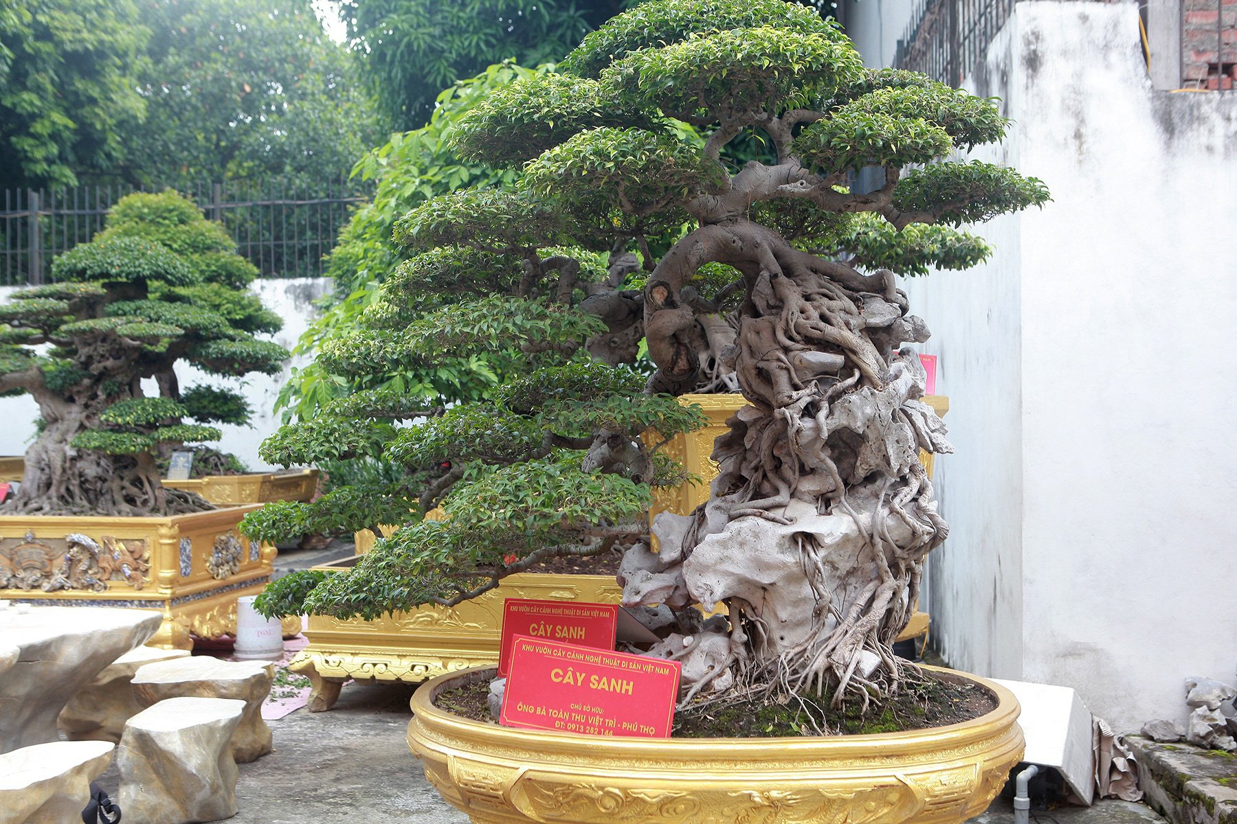 Chiêm ngưỡng cặp sanh cổ “mọc ngược” giá 10 tỷ đồng của nữ đại gia Phú Thọ - Ảnh 6. Chiêm ngưỡng cặp sanh cổ “mọc ngược” giá 10 tỷ đồng của nữ đại gia Phú Thọ - Ảnh 6.