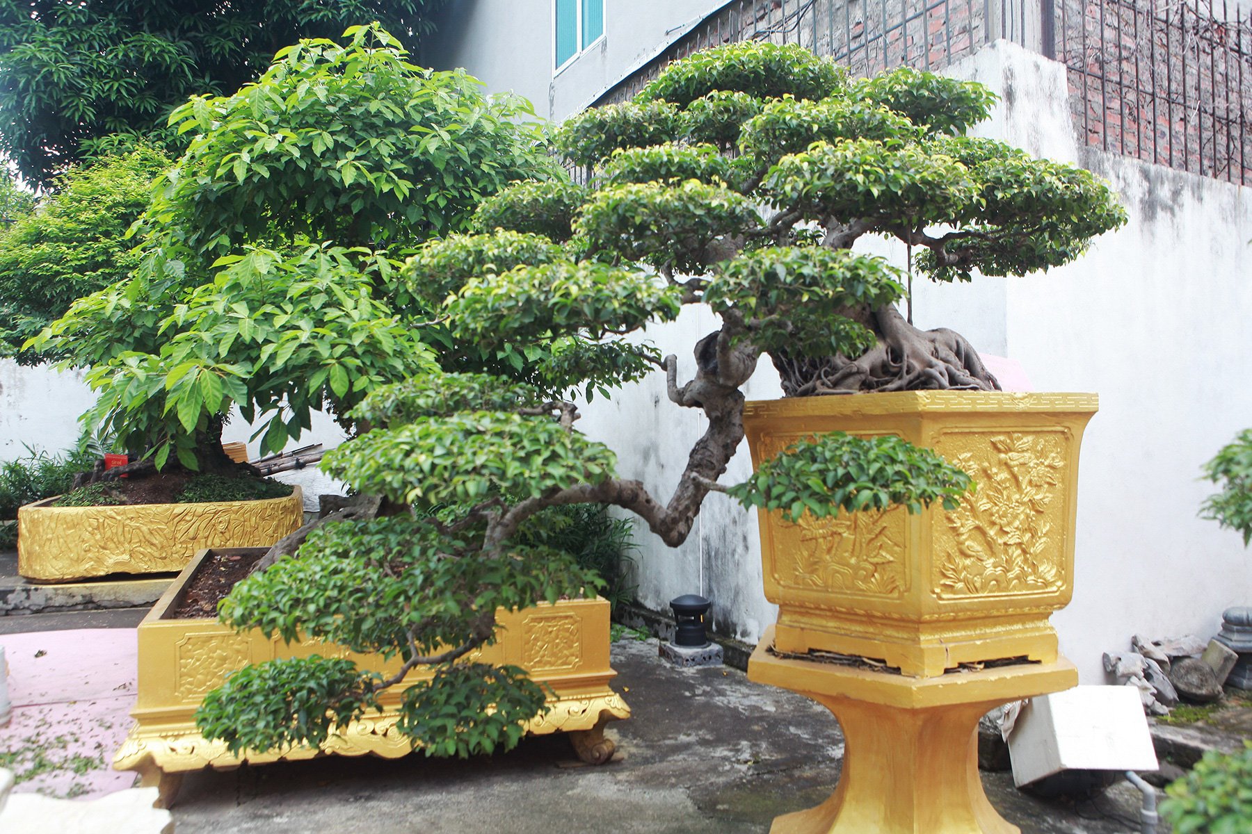 Chiêm ngưỡng cặp sanh cổ “mọc ngược” giá 10 tỷ đồng của nữ đại gia Phú Thọ - Ảnh 10. Chiêm ngưỡng cặp sanh cổ “mọc ngược” giá 10 tỷ đồng của nữ đại gia Phú Thọ - Ảnh 10.
